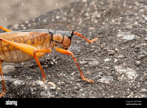 Grasshopper as a symbol of adaptability and resilience