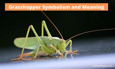 Grasshoppers as messengers from the depths of our mind