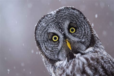 Gray Owl: What Makes It Unique Among Owl Species?
