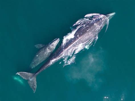 Grey Whale Calving Grounds: A Haven for New Life in the Vast Deep