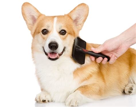 Grooming and Brushing Your Puppy