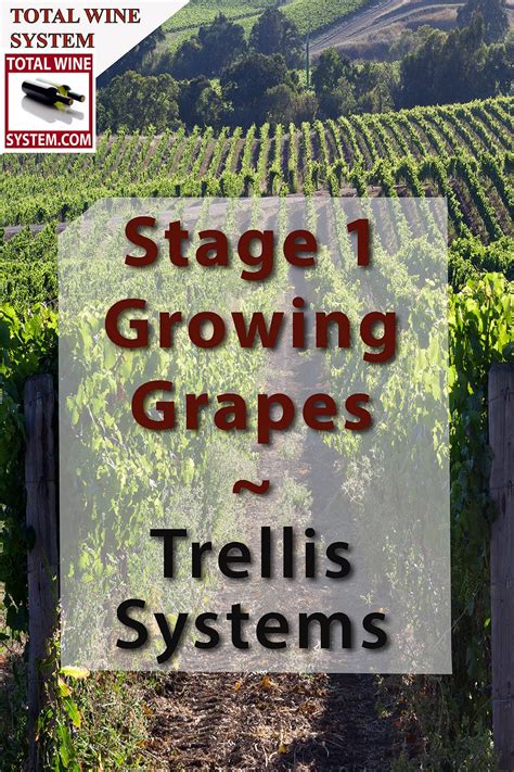 Growing Radiant Grape Vines: Insider Tips for Cultivating Your Own Lively Vineyard