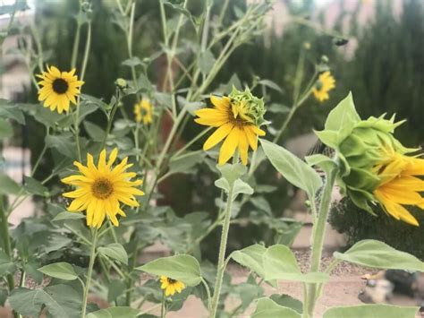 Growing Your Own Sunflower Seeds: Tips and Tricks for a Thriving Harvest