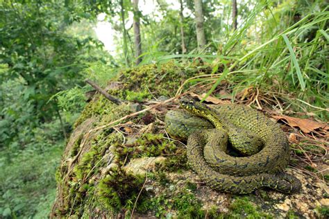 Habitats and Distribution of the Emerald Aerial Serpent