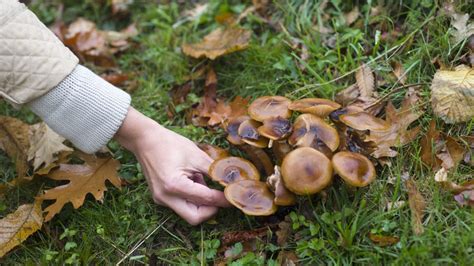 Halting the Cycle: Methods for Preventing Recurring Dreams of Mushroom Growth on the Scalp