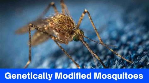 Harnessing Genetic Engineering: Modifying Mosquitoes for Our Benefit