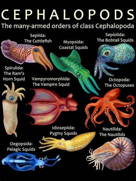 Harnessing the Potential of Infant Cephalopod Reveries for Personal Development