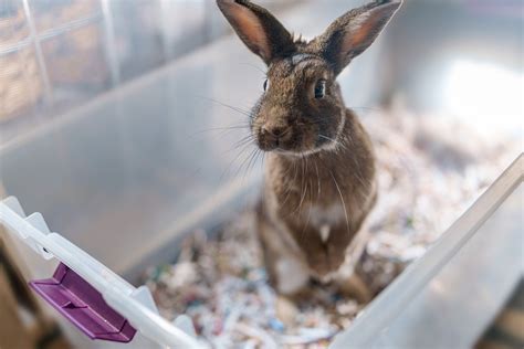 Harnessing the Power of Dreams to Overcome Anxiety Associated with Rodents