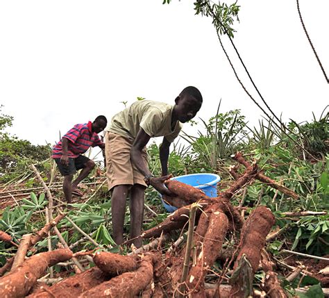 Harvesting Cassava: Recognizing the Perfect Time to Reap the Benefits