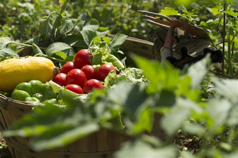 Harvesting Happiness: The Joy of Growing Your Own Assorted Fruits