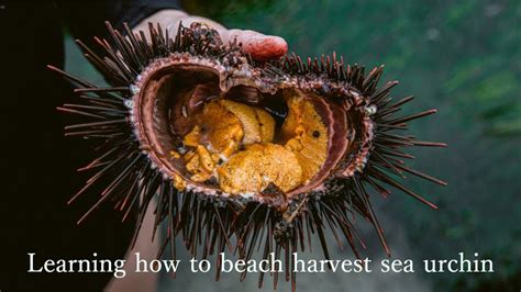 Harvesting Sea Urchins: A Sustainable Practice for Gastronomic Delights