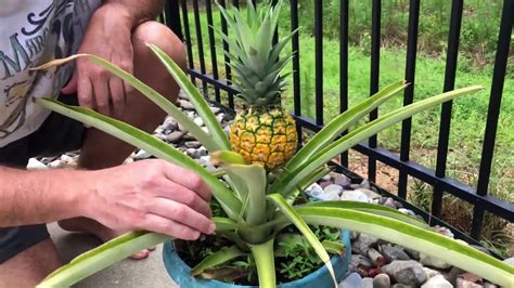 Harvesting and Enjoying Your Homemade Pineapples