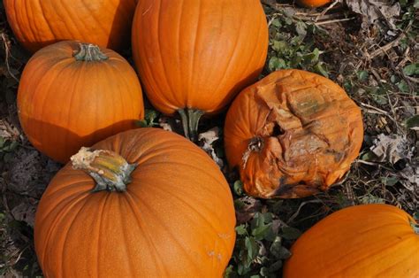 Harvesting and Preserving Pumpkins for Long-Term Enjoyment