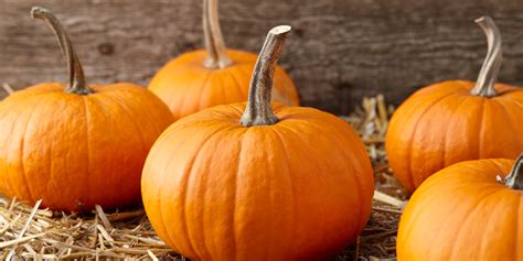 Harvesting and Preserving Your Enchanting Pumpkins
