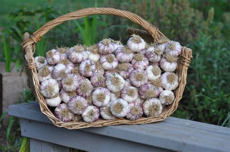 Harvesting and Storing Harvests of Verdant Garlic: Tips and Tricks