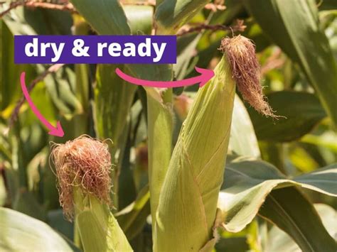 Harvesting and Storing your Corn: Preserving the Fruits of Your Efforts