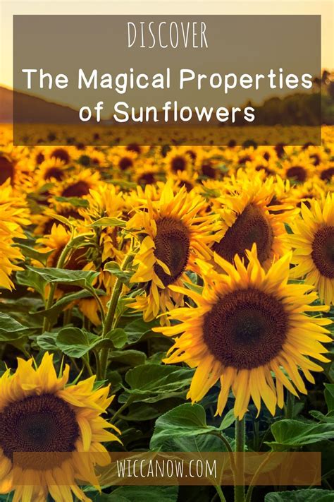 Healing Properties of Pale Sunflower Hued Blossoms