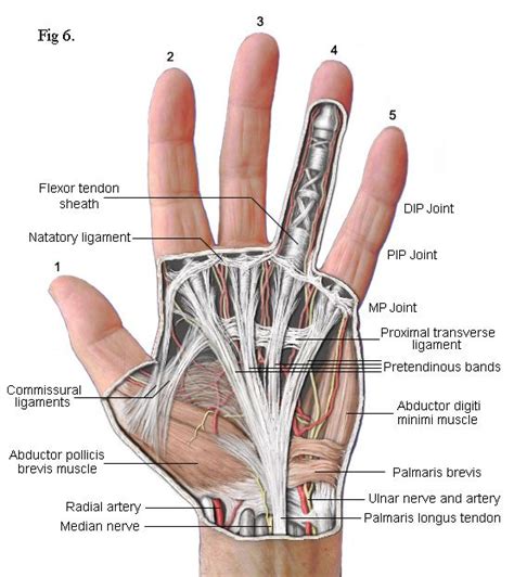 Healing and Transformation: Insights into Dreams of an Injury on the Left Palm