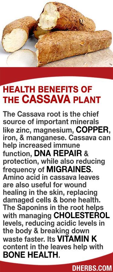 Health Benefits of Cassava: Boosting Immunity and Digestion