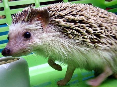 Hedgehogs as Pets: The Joy of Having a Miniature Companion