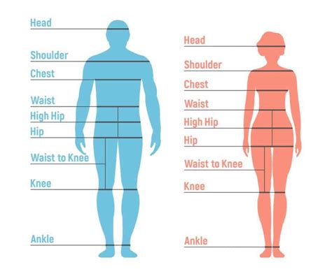 Height, Body Measurements, and Figure