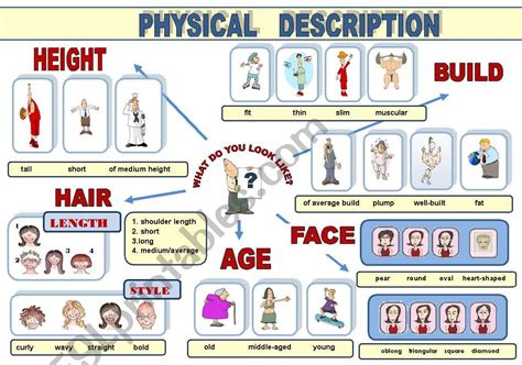 Height: Description of Physical Characteristics and Measurements