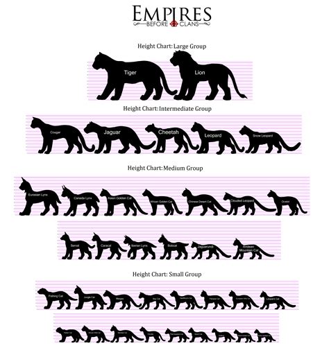 Height Comparison: How tall is Black Cat 2?