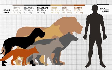 Height Comparison of Grows Wildly