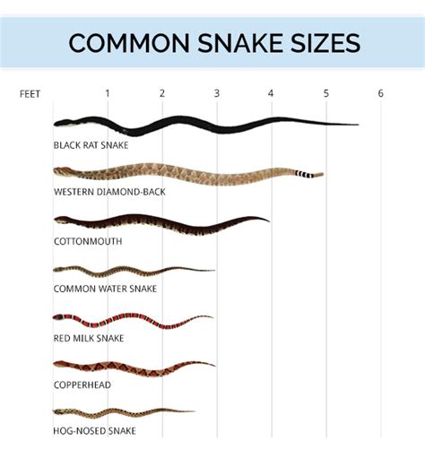 Height and Body Stats of Viper