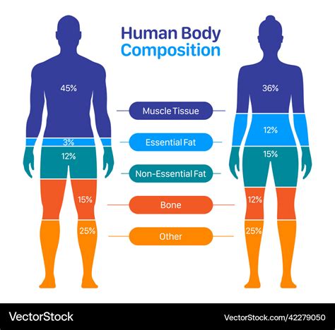 Height and Body Structure