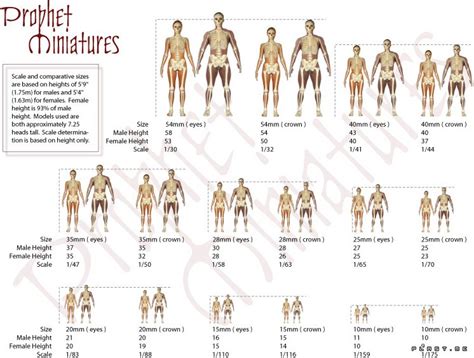 Height and Figure Dimensions