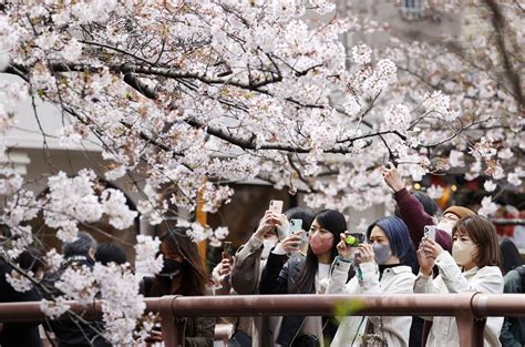 Height of Cherry Blossoms