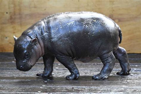 Hippo Giving Birth: A Rare and Powerful Dream Symbol