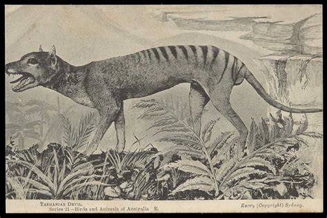 Historical Context: Exploring the Thylacine's Indigenous Habitat and Extinction