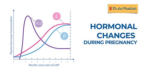 Hormonal Changes and Pregnancy Hormones