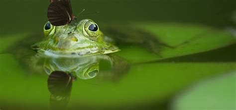 How Frogs Utilize Vocalizations to Attract Potential Mates