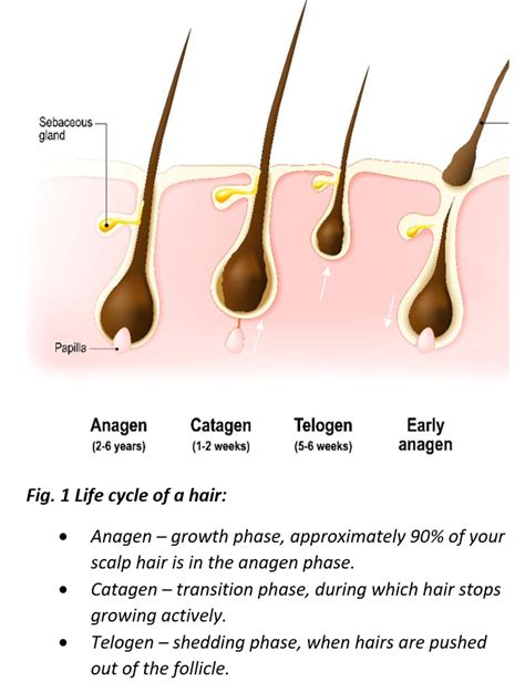 How Hormones Influence the Growth and Loss of Hair: Exploring the Connection between Hormonal Fluctuations and Hair Thinning