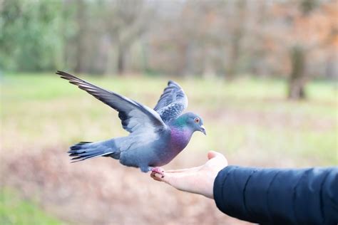 How Recent Encounters or Experiences with Pigeons Might Shape Dream Contents