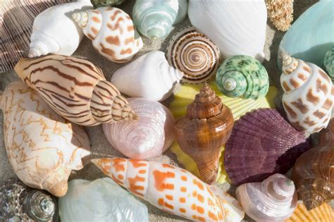 How Seashells are Formed