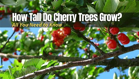 How Tall is Cherry B?