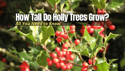 How Tall is Holly?