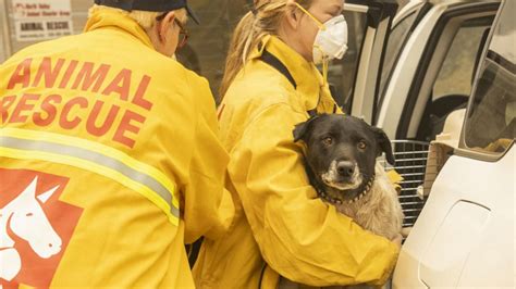 How to Get Involved in Animal Rescue Efforts