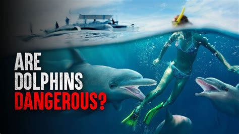 Human Victims: Shocking Tales of Deadly Dolphin Attacks