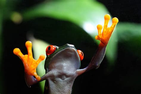 Humans Imitating Frog Sounds: Can We Interact with Amphibians?