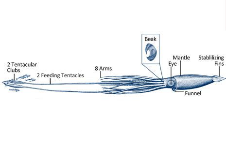 Hunting Strategies: Unlocking the Feeding Behaviors of the Colossal Cephalopod