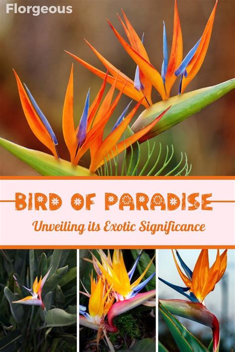 Iconic Status: The Cultural Significance of the Majestic Bird Of Paradise