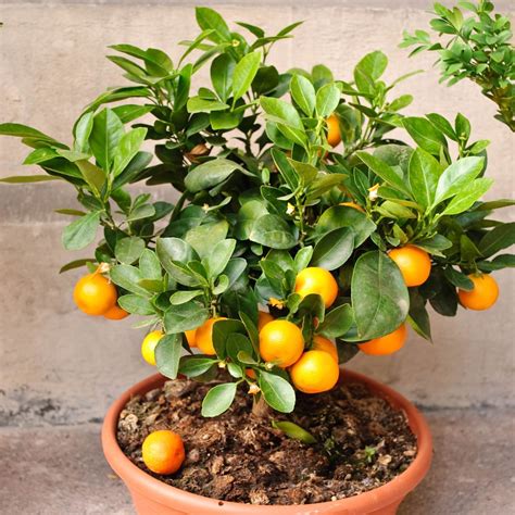 Ideal Conditions for Establishing Mandarin Trees