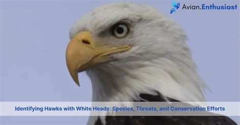 Identifying Common Threats to Avian Species and Strategies for their Mitigation