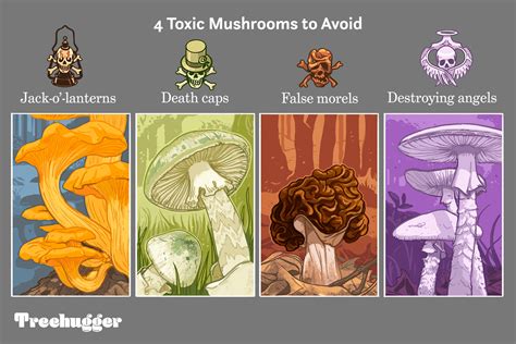 Identifying Mushrooms in the Wild: A Guide to Differentiating Between Edible and Poisonous Varieties