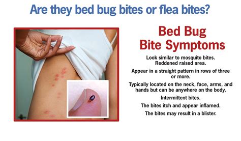 Identifying Signs of Bed Bug Bites: